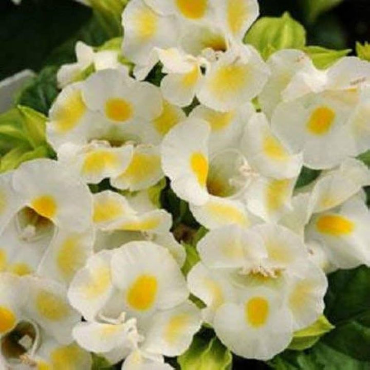 Torenia Kauai flower seeds