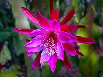 Pink Epiphyllum flower seeds