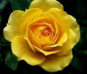 Mustard Yellow flower seeds
