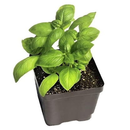 Basil Seeds for Planting – Heirloom Non-GMO Garden Seeds