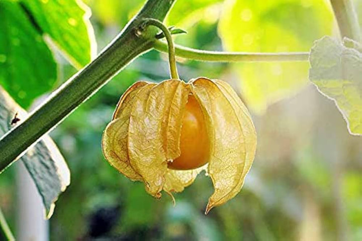 Tomatillo Husk Tomato Seeds