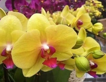 Yellow Butterfly flower seeds
