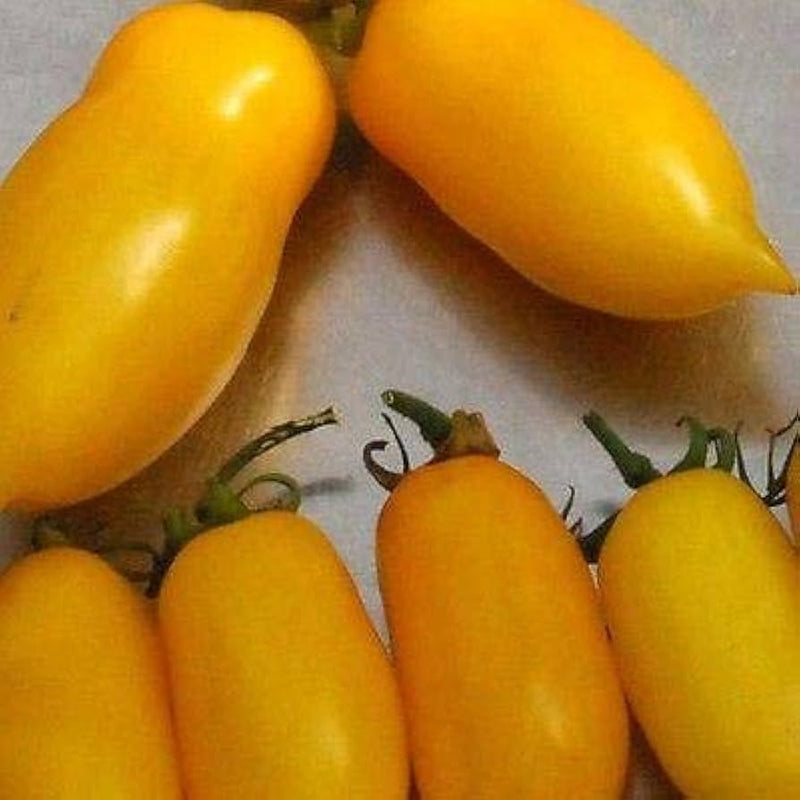 Banana Legs Tomato Seeds for Planting – Heirloom Non-GMO Garden Seeds