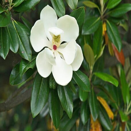 White Magnolia Grandiflora Flower - Heirloom, Non - Gmo Seeds