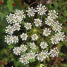 Anisum flower seeds