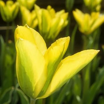 Green Yellow flower seeds
