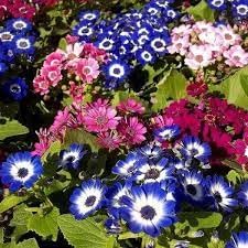 Cineraria flower seeds