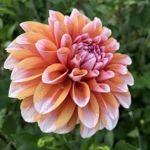 Butterscotch Dahlia flower seeds