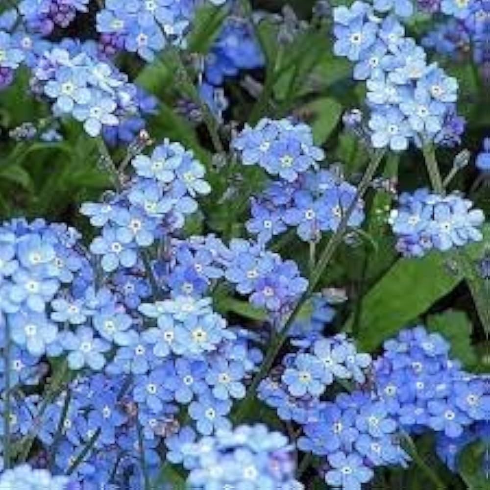 Myosotis flower seeds