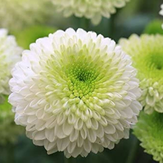 Green White flower seeds