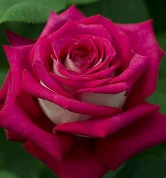 Pink Rose flower seeds