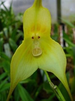 Green Monkey flower seeds