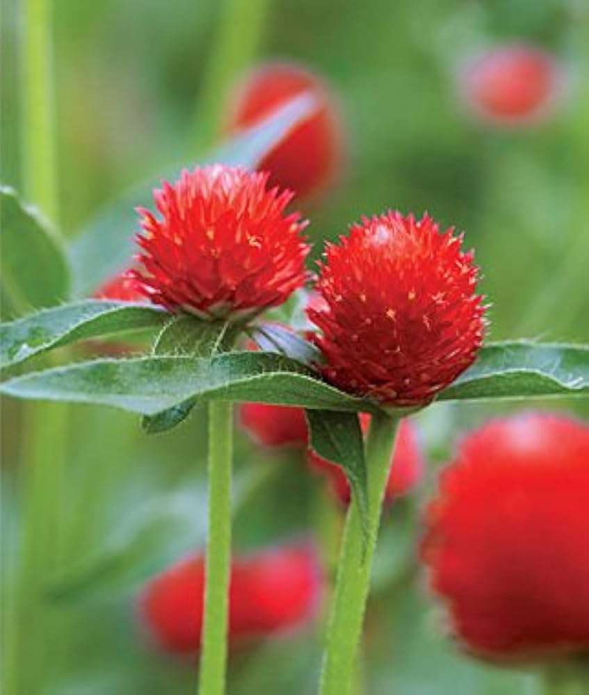 Red Bachelor flower seeds