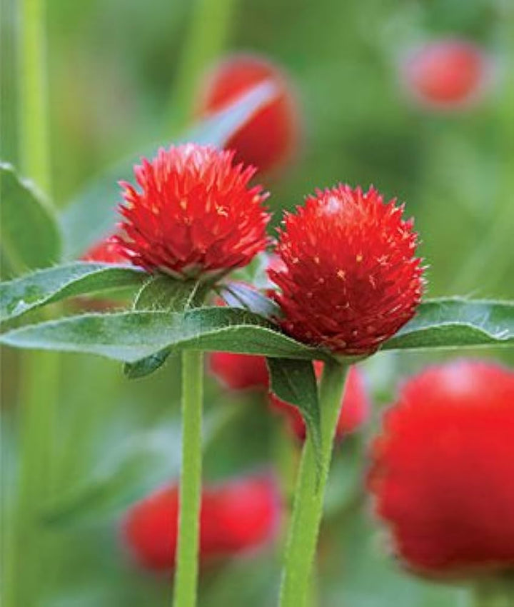 Red Bachelor flower seeds