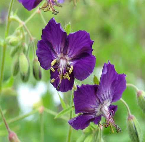 Purple Geranium Flower - Heirloom, Non - Gmo Seeds