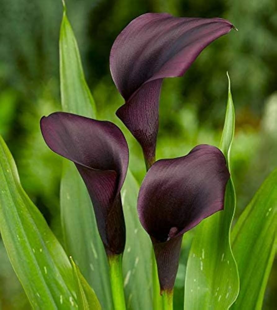 Dark Gray flower seeds