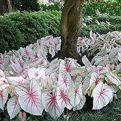 White Caladium flower seeds