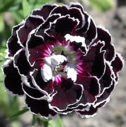 Black White flower seeds