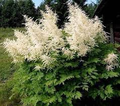 Aruncus Dioicus flower seeds