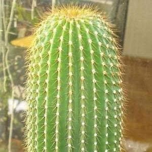 Green Neobuxbaumia flower seeds