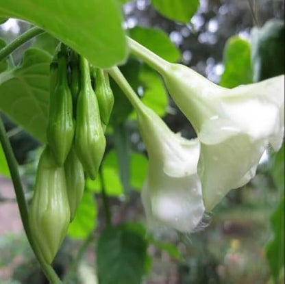 Edible Loroco plant