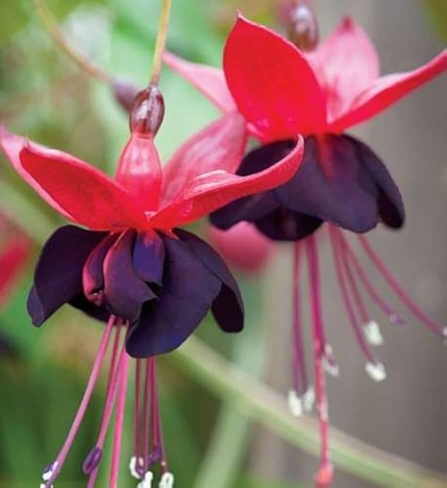 Red Fuchsia Flower plant