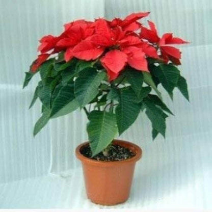 Christmas Star Poinsettia plant