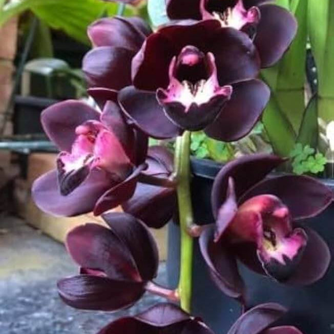 Black Cymbidium Orchid plant