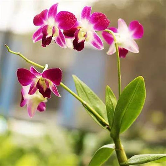 White Violet flower seeds
