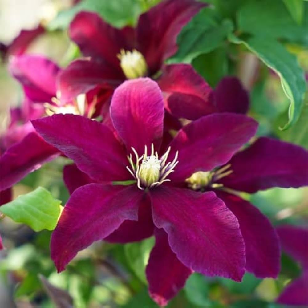 Pink Clematis flower seeds