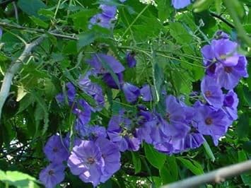 Blue Abutilon flower seeds
