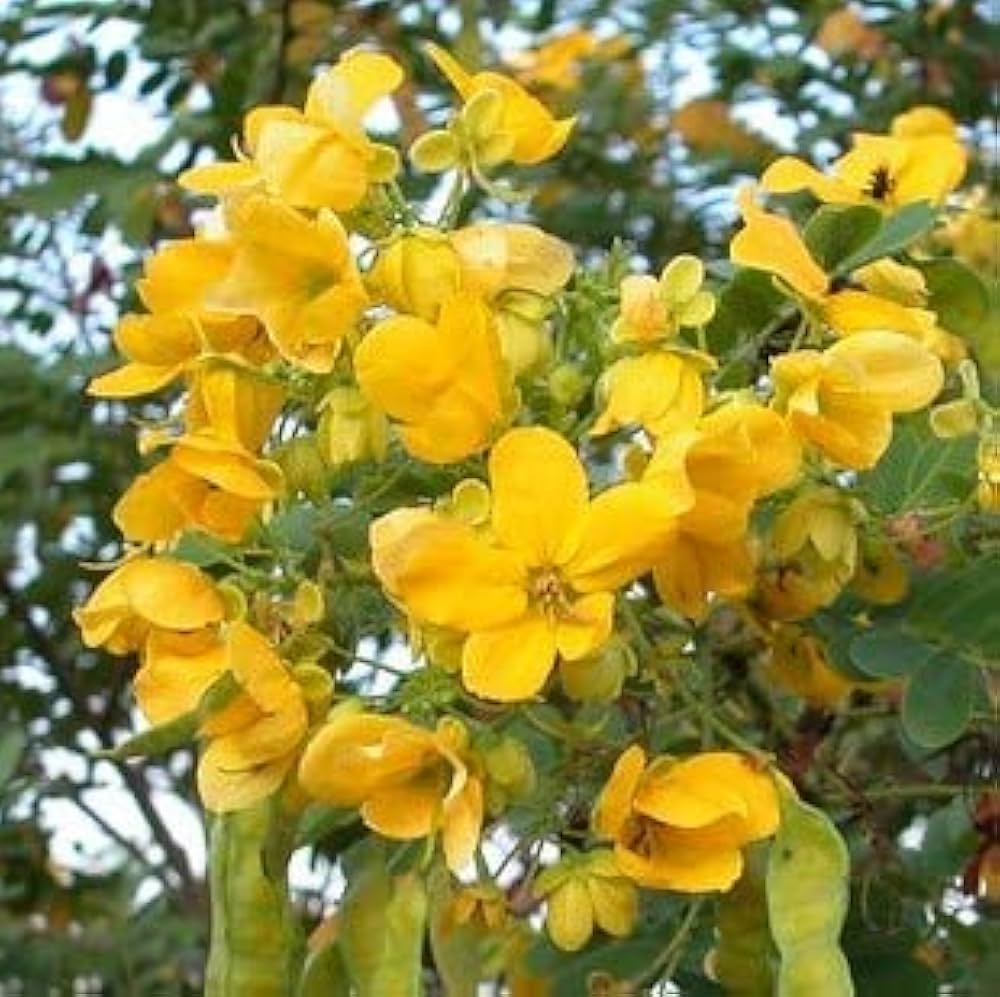 Cassia flower seeds