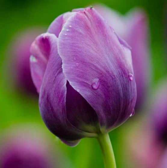 Violet Tulip flower seeds
