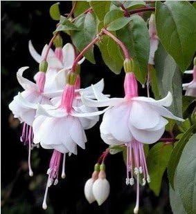 Fuchsias White flower seeds