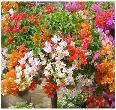 Bougainvillea flower seeds
