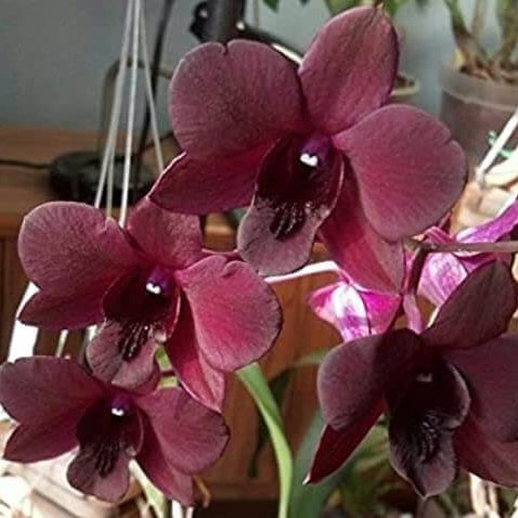 Chocolate Phalaenopsis Orchid plant