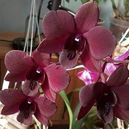 Chocolate Phalaenopsis Orchid plant