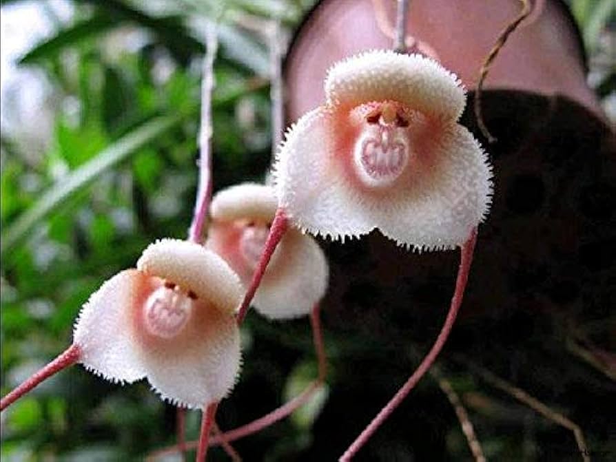 Monkey Orchid flower seeds