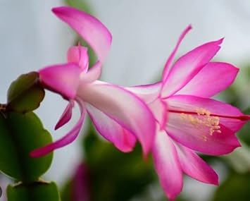 White Pink flower seeds