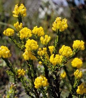 Aspalathus flower seeds
