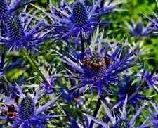 Blue Sea flower seeds