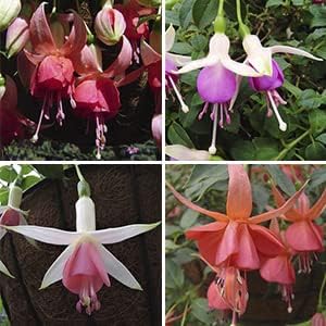 Multicolored Fuchsia flower seeds