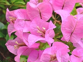 Baby Pink flower seeds