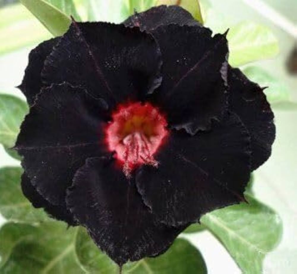 Black Gloxinia flower seeds