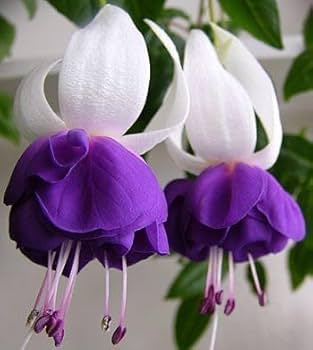 Purple White flower seeds