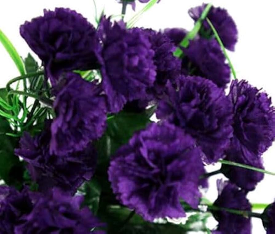 Black Carnation flower seeds