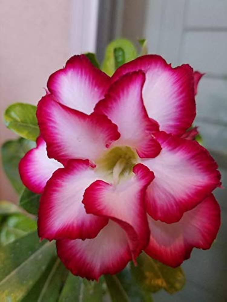 Adenium Obesum flower seeds