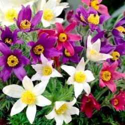 Anemone Pulsatilla flower seeds