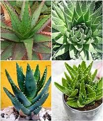 Aloe Vera flower seeds