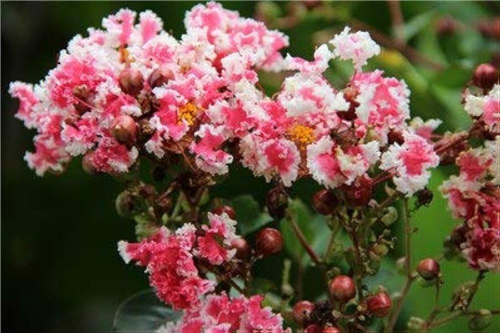Crepe Myrtle flower seeds